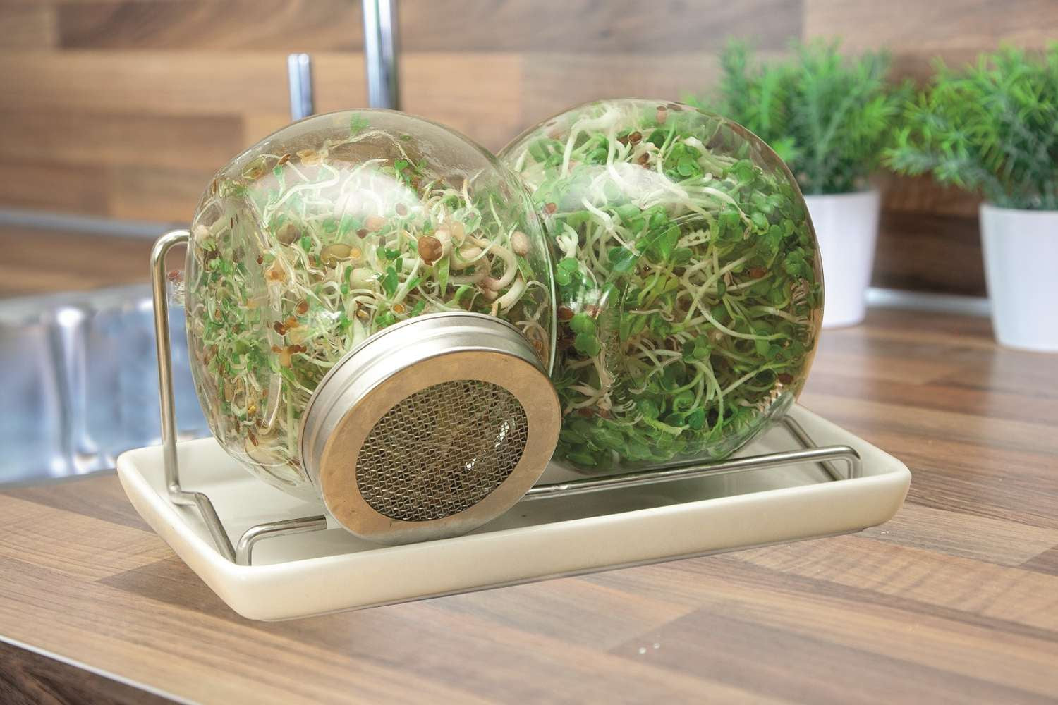 Set de bocaux à germination pour micro-pousses
